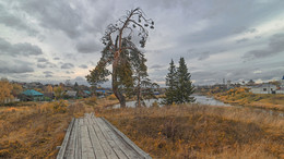 Pine / ***