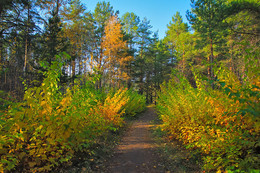 Autumn colors of nature. / ***