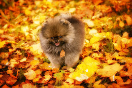 Hedgehog / ***