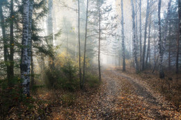 Herbstnebel / ***
