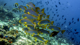 gestreiften Welt / ***