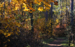 Herbstfarben / ***