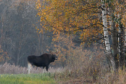Herbstabend / ***