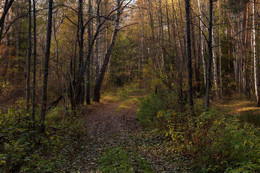 Herbstwald / ***