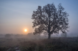 Foggy morning / ***