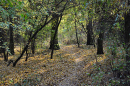 Autumn walk / ***