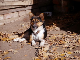 Herbst Hund / ***