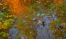 Reflexion der Herbst / ***