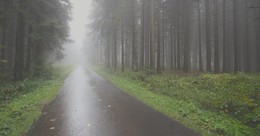 Foggy morning / ***