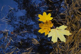 Autumn / ***