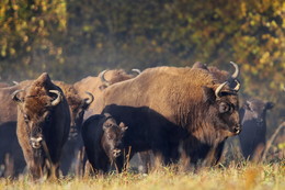 Pashkevich68 / Pashkevich68