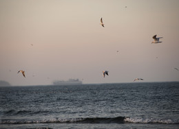 Seagulls / ***