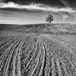 Lines of spring / Spring in country