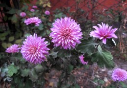 Chrysanthemen / ***