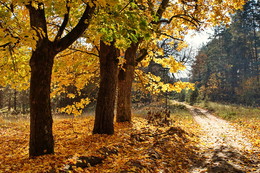 Autumn / ***
