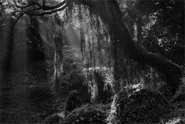The Lost World / ***