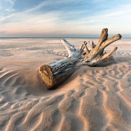  / old stump on the beach