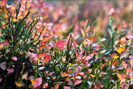 colors of autumn / ------------