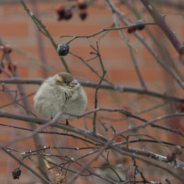 Sparrow / ***