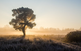 Cold morning / ***