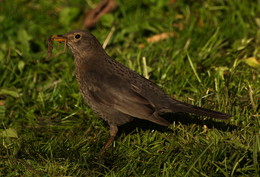 Blackbird / ***