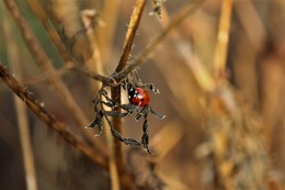 Ladybug / ***
