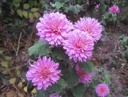 Chrysanthemen / ...