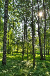 Morning in the forest / ***