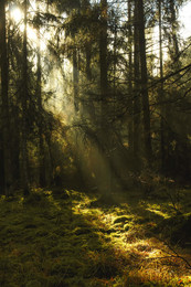 Rays of light / ***