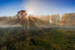 Tree in fog / ***
