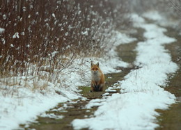 Pashkevich68 / Pashkevich68