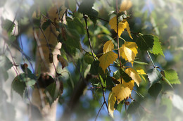 Herbst-Traum / ***