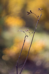 Spinne / ***