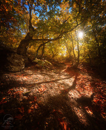 The path to the light / ***