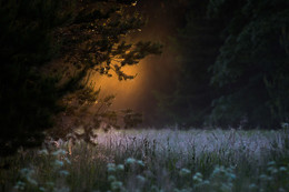 Good moorning / early morning