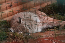 Lynx / ***