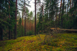 In forest / ***