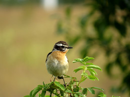 Braunkehlchen / ***