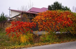 late fall / ***