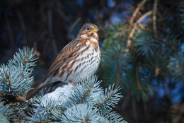 Fox Sparrow (Passerella iliaca) / ***