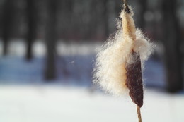Cattail. / ***