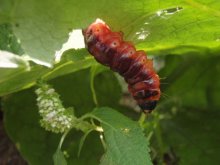 caterpillar / ***