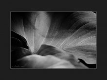 floralines / ***
