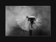 snowhead / ***