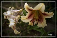Cream Lilies / ***