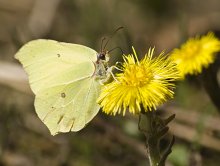 Rider on the flower;) / ...
