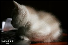 Kitten / ***