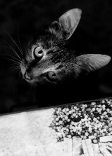 cat / ****