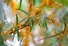 Autumn Tropico 2 / ***