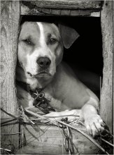  / dog's life